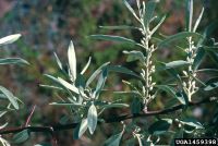 Russion olive_Invasive